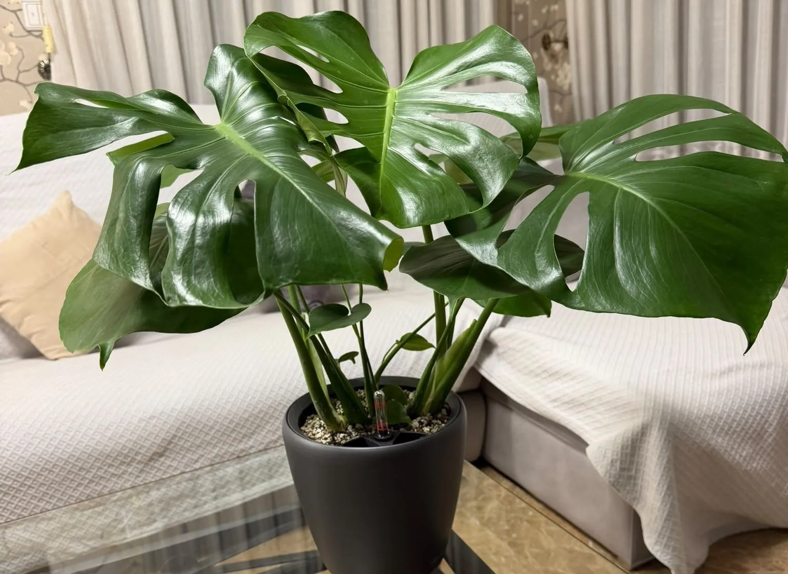 Monstera en un macetero de autorriego con sustrato mineral e indicador de nivel de agua